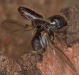 Buchdrucker-Käfer mit geöffneten Flügeldecken beim Abflug von Baumrinde