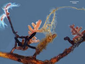 Vielfalt der Mykorrhizapilze an einer Wurzel. Bild: Sylvia Hutter, WSL