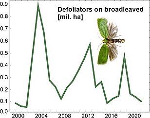 Liniendiagramm zeigt Schwankungen der Entlauberfläche auf Laubbäumen in Millionen Hektar von 2000 bis 2021, mit einem Foto eines fliegenden Insekts mit grünen Vorderflügeln und durchsichtigen Hinterflügeln.