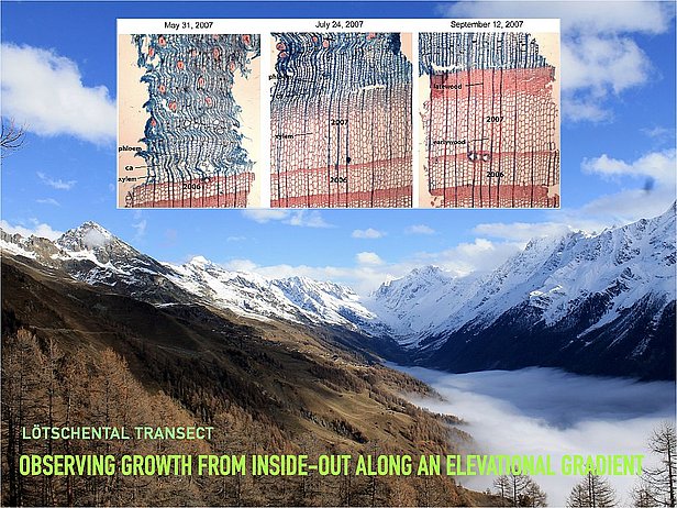 Berglandschaft im Lötschental mit drei Querschnittsbildern von Baumringen, datiert Mai, Juli und September 2007, zur Beobachtung des Baumwachstums entlang eines Höhengradienten