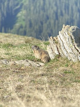 Murmeltier sitzt auf einer Bergwiese neben einem Felsen vor bewaldetem Hintergrund.