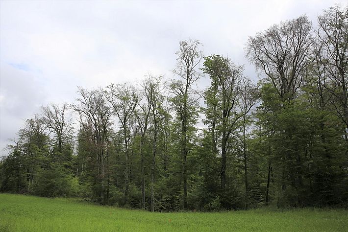 Durch Trockenheit abgestorbene Buchen an einem Waldrand im Kanton Jura, aufgenommen im Juni 2019. (Bild: Valentin Queloz, WSL)