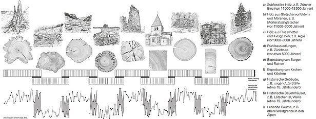 Crossdating: das Puzzle zusammensetzen. (Grafik: WSL)