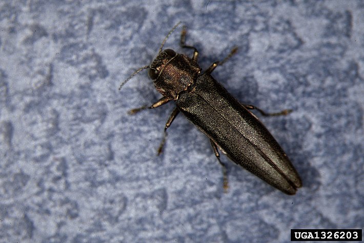 Bronzefarbener Birkenprachtkäfer auf blau-grauem Untergrund, seitliche Draufsicht auf den länglichen Körper