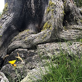 Verwachsene Baumwurzel mit Moos auf felsigem Boden, gelbe Blume und grünes Gras im Vordergrund.