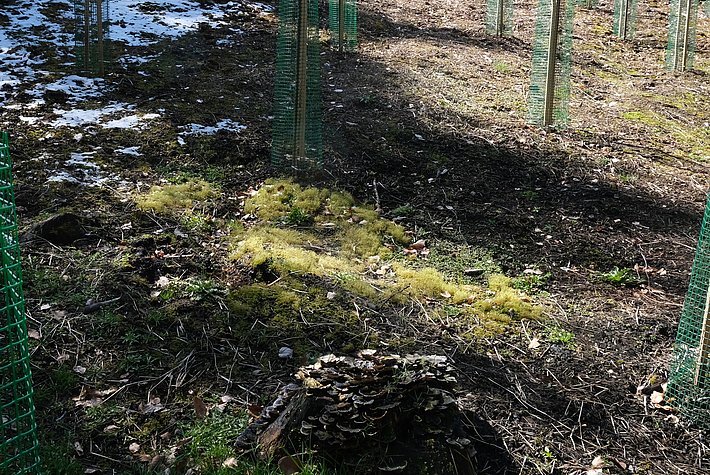 Alte Feuerstelle bewachsen mit Brandstellen-Drehmoos, umgeben von jungen Bäumen mit grünem Schutznetz, Boden mit vereinzeltem Schnee.