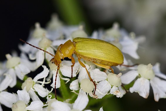Der Schwefelkäfer ernährt sich von Pollen verschiedener Pflanzen. Foto: Felix Neff / WSL 