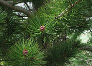 Inflorescences mâles.
