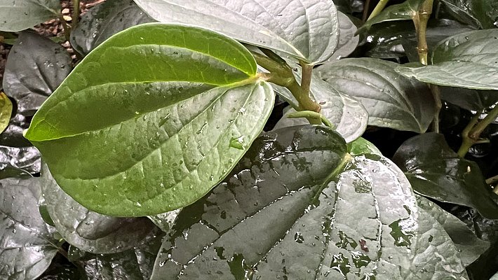 A dense cluster of green leaves can be seen, growing in different sizes and shapes. Some leaves are shiny and show water spots, while others appear dull. The plants convey a feeling of freshness and lush growth.