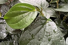 Eine dichte Ansammlung von grünen Blättern ist zu sehen, die in unterschiedlichen Grössen und Formen wachsen. Einige Blätter sind glänzend und zeigen Wasserflecken, während andere matt erscheinen. Die Pflanzen vermitteln ein Gefühl von Frische und üppigem Wachstum.