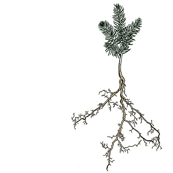 Fichtensämling mit grünem Nadelzweig und verzweigtem Wurzelsystem auf weißem Hintergrund.