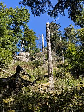A view of a sloping hillside covered with green vegetation. Several tall, bare dead tree trunks stand amid lush trees, under a clear blue sky. The landscape suggests a mix of healthy trees and those that are dead or dying.