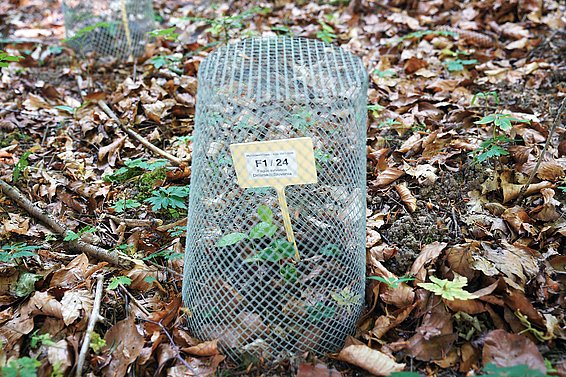 Die Samen und jungen Setzlinge müssen mit diesen Metallkörben, den sogenannten Samenschützen, vor gefrässigen Räubern geschützt werden. (Foto: Majken Grimm, WSL)