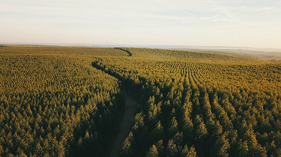 Baum-Plantagen in Brasilien: Monokulturen sind anfälliger beispielsweise für Waldbrände oder Schädlinge. (Foto: Pedro Henrique Santosa auf Unsplash)
