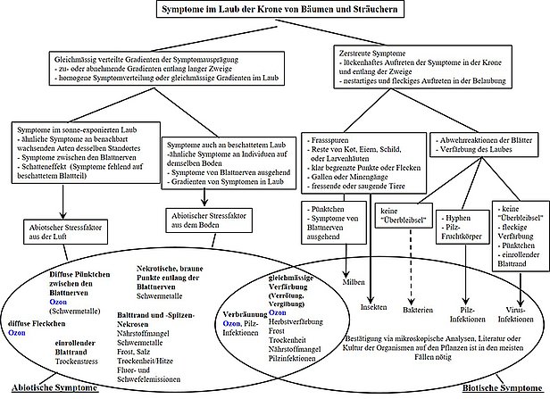 Flussdiagramm zur Bestimmung von Ozon-Schäden an Laub mit Symptomen, Stressfaktoren, Nekrose und biotischen Symptomen wie Pilz- und Virusinfektionen