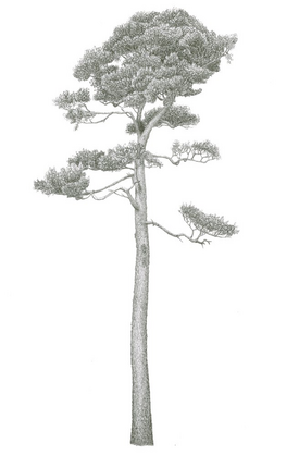 Mature Scots pine