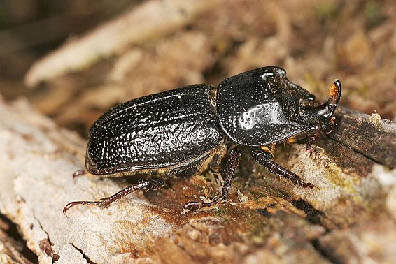[Translate to Englisch:] Sinodendron cylindricum (Foto: Beat Wermelinger)