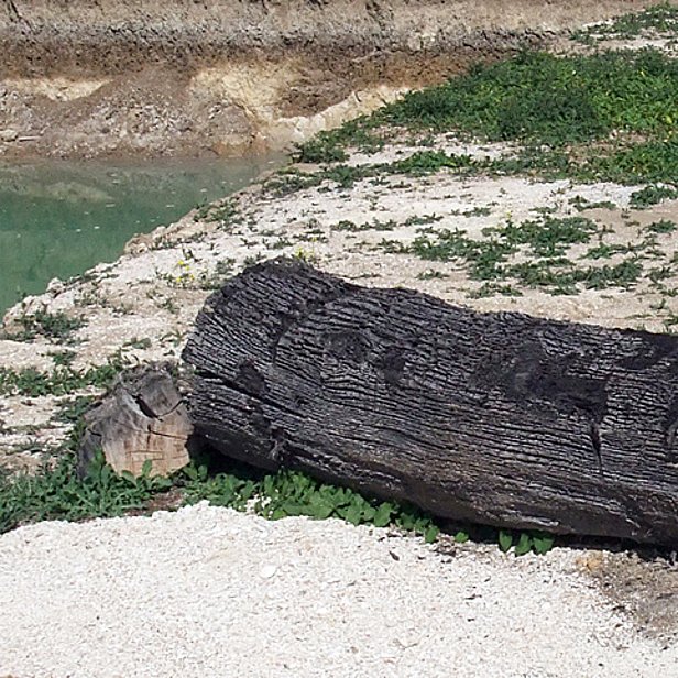 Bois subfossile provenant de gravières. (Photo: F. Reinig, WSL)