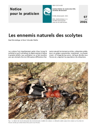 Les ennemis naturels des scolytes