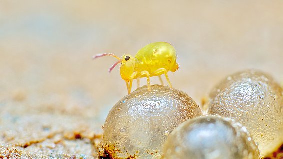 Typical ground dweller: The springtail Dicyrtomina minuta on snail eggs. (Photo: Andy Murray) 