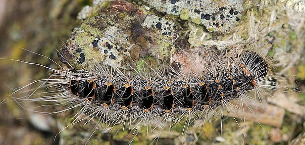 Raupe des Eichenprozessionsspinners 