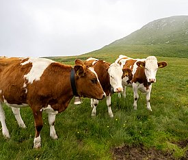 Drei braun-weiße Kühe auf einer grünen Wiese vor einem bewaldeten Hügel bei nebligem Himmel