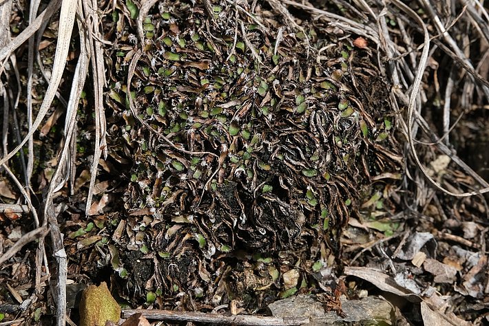 Nahaufnahme von Tarnlebermoos, einem moosartigen Pflanzenbewuchs, der sich dicht an Boden und abgestorbenen Pflanzenteilen im Wald anlagert.