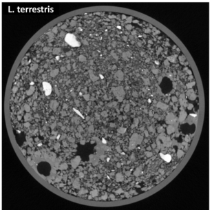 the common earthworm makes vertical tubes and pulls leaves underground. 