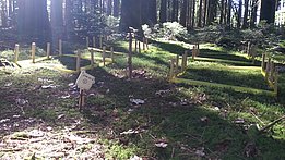 Auf der LWF Fläche «Vordemwald» liegen 64 Teebeutel und 2 Teesorten vergraben, deren Inhalt sich unter anderem in Abhängikeit der Bodenfeuchtigkeit abgebaut wird. Die Bodenfeuchtigkeit wird täglich von ECH2O EC-5 Sensoren gemessen. (Foto: Flurin Sutter, WSL)