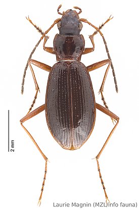 A small, elongated beetle is displayed from a top-down view. Its body is shiny and dark brown, with long antennae and slender legs. A scale indicator shows that the beetle measures approximately 10 mm in length.