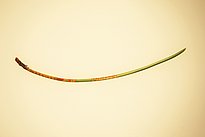 Das Bild zeigt eine Kiefernnadeln vor einheitlich gelbem Hintergrund mit typischen, ringförmigen Vergilbungen, die von der Kiefernblutzikade stammen.  