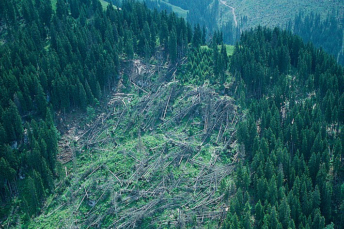 Windwurf in einem subalpinen Fichtenwald bei Zweisimmen (Schweiz)