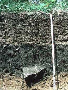 Soils of Ticino have the highest carbon densities of Swiss forest soils. The black colour originates from ,black carbon’ – left-over and witness of frequent forest fires. Photo: Marco Walser, WSL