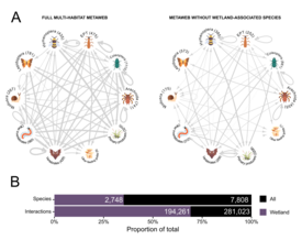 Zwei Netzwerke zeigen Arteninteraktionen in verschiedenen Lebensräumen, links mit allen Arten, rechts ohne Feuchtgebiet-Arten. Balkendiagramm darunter vergleicht Gesamt- und Feuchtgebietsarten und Interaktionen.
