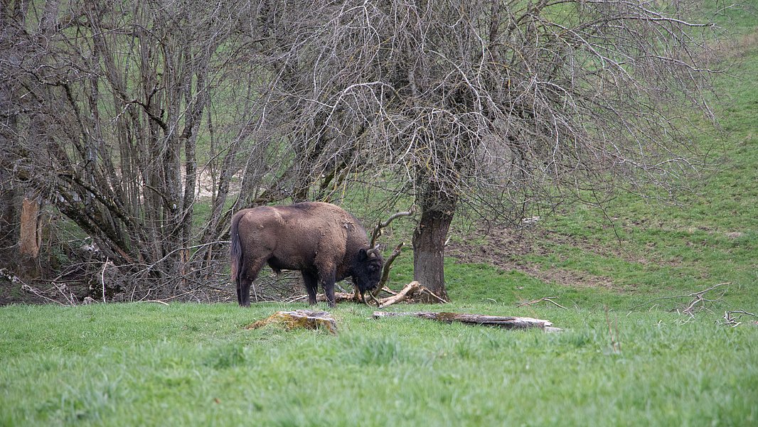 A bison is standing in a meadow, with bare trees in the background.