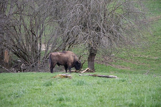 A bison is standing in a meadow, with bare trees in the background.