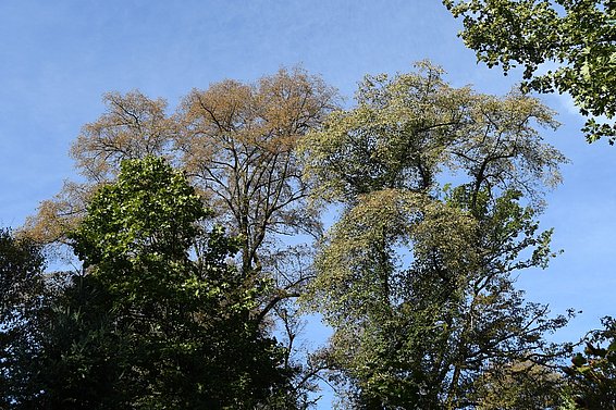 Im Hardwald bei Basel sind auch die Linden vorzeitig verfärbt. (Foto: Frank Krumm, WSL) 