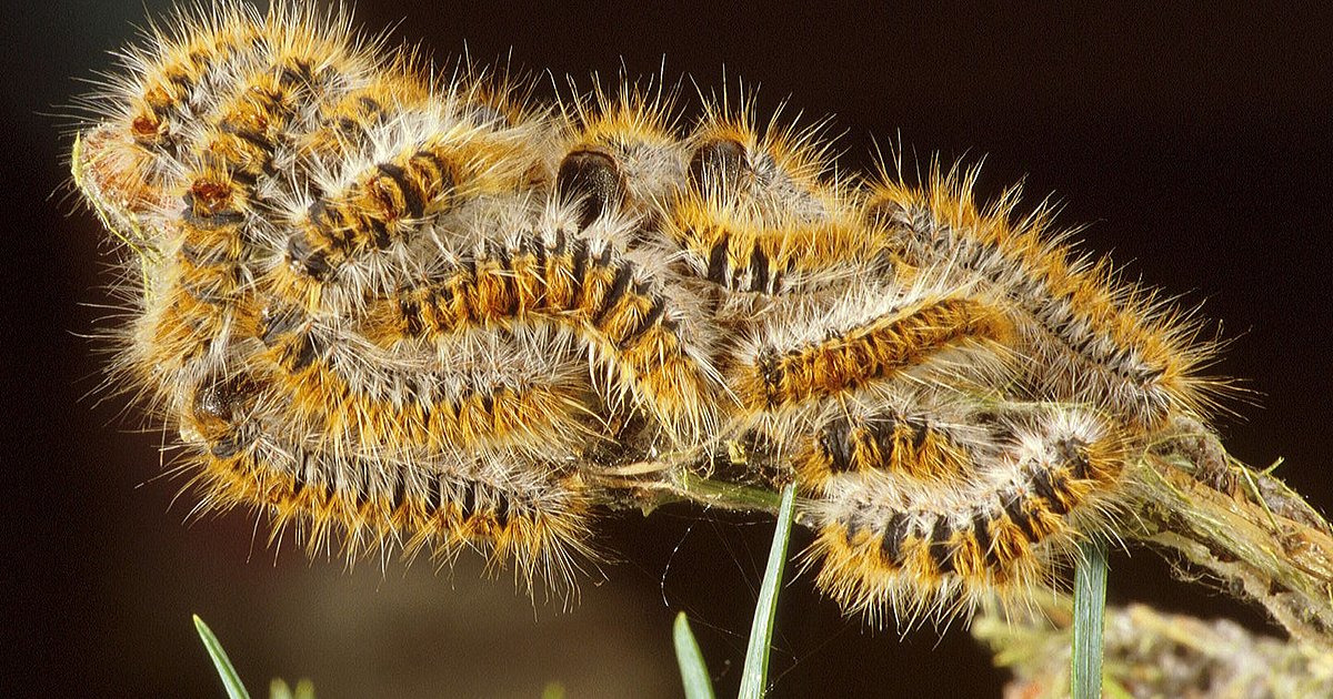 Climate change: insect pests benefit