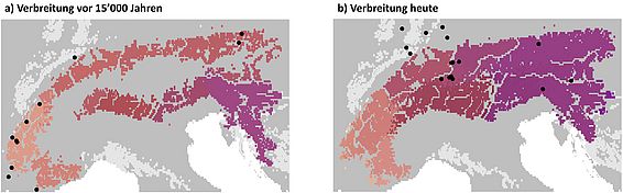 Die geografische Verbreitung der Gämsen vor 15 000 Jahren (links) und heute (rechts). Die Farben zeigen die genetische Ähnlichkeit der Populationen, die schwarzen Punkte Fossilfunde. (Karte: Flurin Leugger)