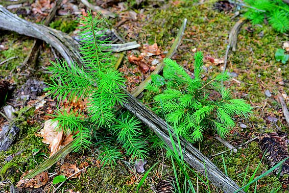 Eine Douglasie und eine Fichte haben sich selbst angesamt.