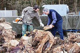 Daniel Nievergelt (links) und Fritz Schweingruber (rechts) wählen Proben aus dem Holz aus, das an die WSL transportiert wurde. (Foto: Gottardo Pestalozzi, WSL)