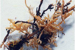 Fine roots of a beech tree. The fair root tips are alive, the black ones are dead. (Photo: Anika Richter/WSL)