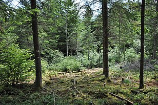 Ein derart ausgedünnter Bestand ist weniger anfällig für Trockenheit. Studienstandort im Schwarzwald. (Bild: Alessandra Bottero)