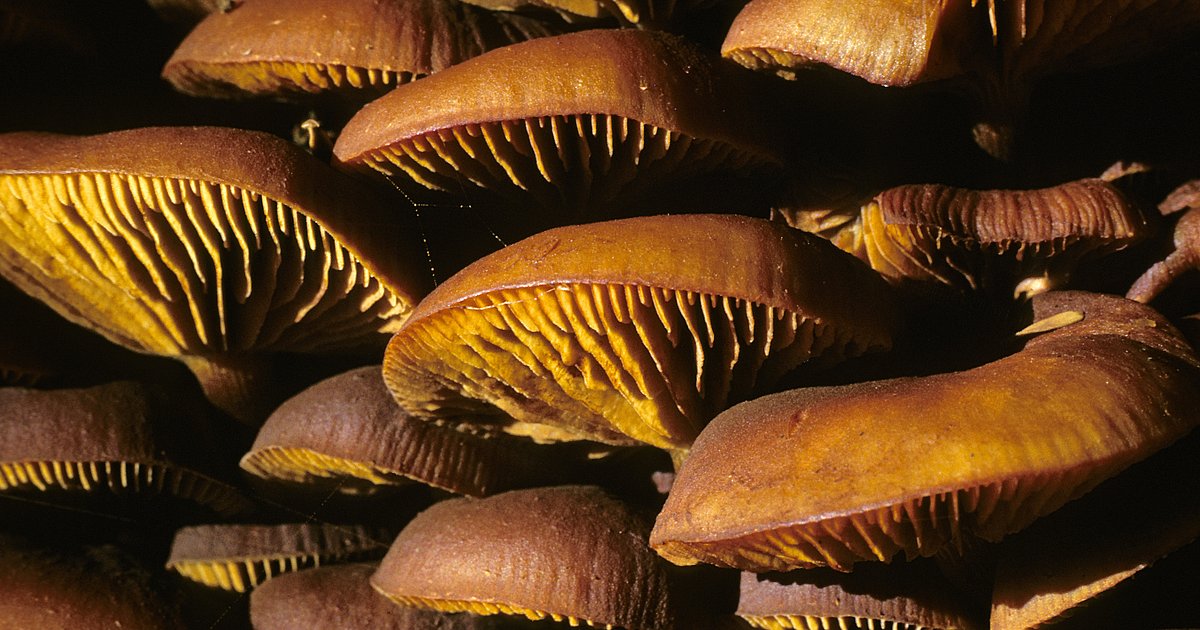 Pilzkurs zum Sammeln und Bestimmen von saprophytischen Aphyllophorales