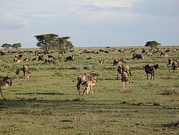 Gnus und Zebras leben in der Serengeti in einer Art Wohngemeinschaft, die für beide Arten vorteilhaft ist. (Foto: Anita Risch, WSL)