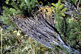 Tannenzweig mit braunen Nadeln und grauem Schneeschimmel, der sich als filziger Belag auf den Zweigen zeigt.