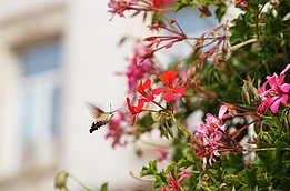 A hummingbird moth hovers near vibrant pink flowers, with green leaves surrounding the blooms. In the background, a blurred building window is visible, adding depth to the scene.