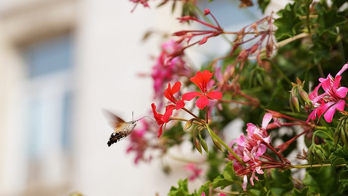 A hummingbird moth hovers near vibrant pink flowers, with green leaves surrounding the blooms. In the background, a blurred building window is visible, adding depth to the scene.
