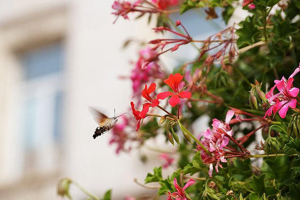 A hummingbird moth hovers near vibrant pink flowers, with green leaves surrounding the blooms. In the background, a blurred building window is visible, adding depth to the scene.