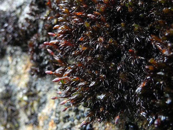 Nahaufnahme von Eis-Klaffmoos mit dunkelgrünen, nadelartigen Blättern und roten Sporenkapseln